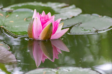 Tropical beautiful water lily in full blow on a tranquil water surface with clear and meditative...