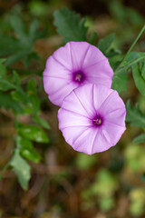 Macrophotographie de fleur sauvage - Fausse guimauve - Convolvulus althaeoides