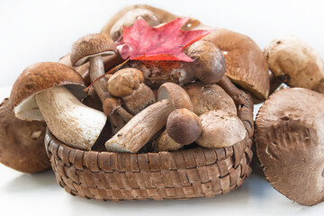 Heap of mushrooms or boletus edulis close up on white background