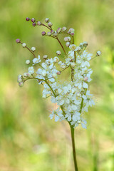 Macrophotographie de fleur sauvage - Filipendule commune - Filipendula vulgaris