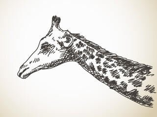 Giraffe portrait, Hand drawn vector illustration