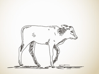 Sketch of calf, Hand drawn vector illustration