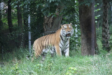 Asiatischer Tiger