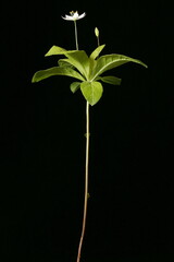 Chickweed Wintergreen (Trientalis europaea). Habit