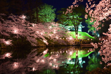 高田公園の夜桜