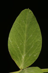 Garden Pea (Pisum sativum). Leaflet Closeup