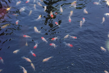 red-white baby koi in fish ponds. koi cattle for sold in the pet market