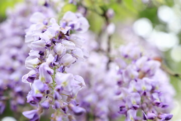 Obraz premium フジの花