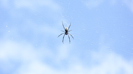 black spider against the background of the sky
