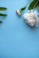 Peony flowers on a blue background. A bouquet of white peonies on blue. Postcard with white peonies.