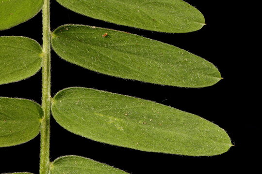 Tufted Vetch (Vicia cracca). Leaf Detail Closeup