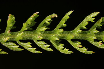 Yarrow (Achillea millefolium). Leaf Closeup