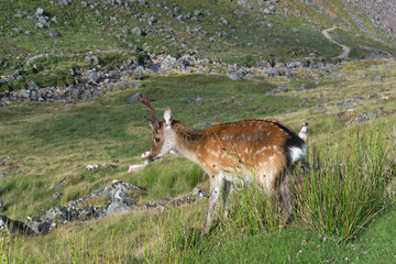 Deer On Grassy Field