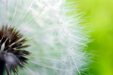 Fototapeten White dandelion hat with seeds close-up on a green grass background. Summer floral backdrop. Airy and fluffy horizontal wallpaper. Macro © Deacon docs