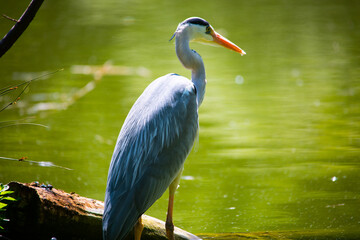 Gray heron in the pond