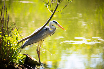 Gray heron in the pond
