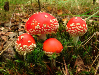 Nice red Amanita mushroom in autumn forest. One of the most toxic and poison mushrooms, not for eat. 
