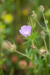 Macrophotographie de fleur sauvage - Guimauve hirsute - Malva setigera