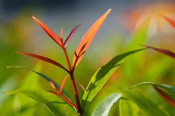 Closeup of Nature view of green and red leaf on blurred green background