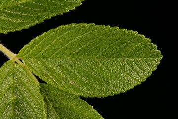 Japanese Rose (Rosa rugosa). Leaflet Closeup