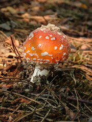 Nice red Amanita mushroom in autumn forest. One of the most toxic and poison mushrooms, not for eat. 