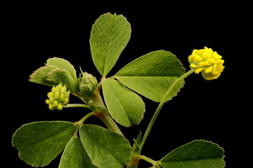 Black Medick (Medicago lupulina). Habit