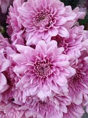 Close up of pink dahlia flower 