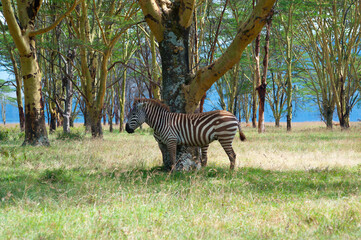 Wild zebra in the bush.