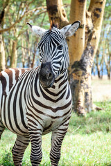 Naklejka premium Wild zebra in the bush.