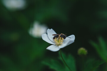  a wasp collects pollen from a strawberry flower. Wasp collecting pollen from a small white flower
