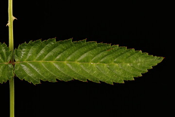 Strawberry Raspberry (Rubus illecebrosus). Leaflet Closeup