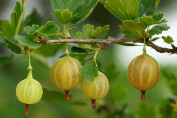 Four green ripe gooseberries grow on a bush. Side view.