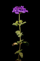 Garden Vervain (Verbena hybrida). Habit