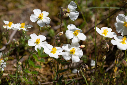 Macrophotographie de fleur sauvage - Hélianthème des Apennins - Helianthemum apenninum