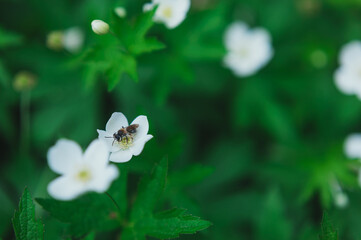  a wasp collects pollen from a strawberry flower. Wasp collecting pollen from a small white flower