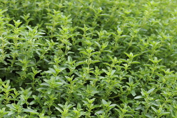 Wild thyme, Thymus. serpyllum, creeping thyme grow thickly in the garden