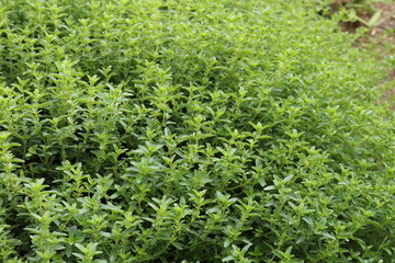 Wild thyme, Thymus. serpyllum, creeping thyme grow thickly in the garden