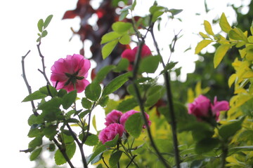 pink flowers in the garden