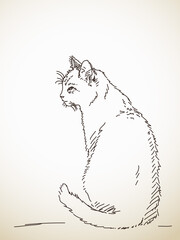 Sketch of cat