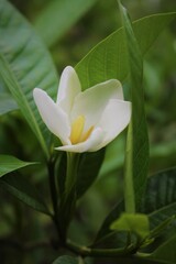 white magnolia flower