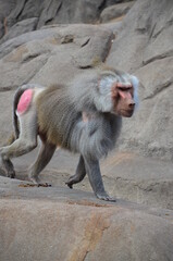 Wild Hamadryas baboon, zoo of Frankfurt (Germany)