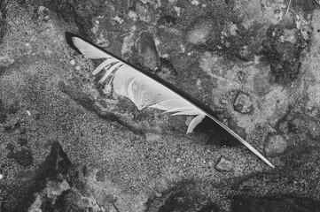 A black and white magpie Feather lies on the sand. Seasonal summer bird moult