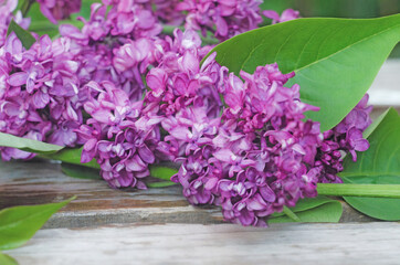 background with lilac, flowering purple lilac, sprig of purple lilac on a wooden background, lilac flowers