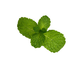 Obraz na płótnie Canvas Close up fresh green mint leaves on white