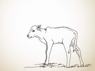 Obraz na płótnie Canvas Sketch of calf