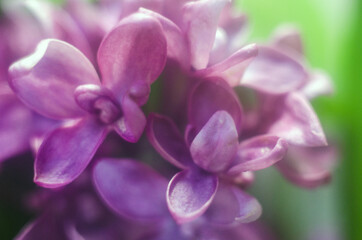 flowering purple lilac, purple lilac flowers close-up , background with lilac