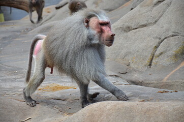 Wild Hamadryas baboon, zoo of Frankfurt (Germany)