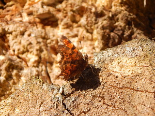 moth on the rock