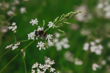  a bee collects pollen from a anthriscus sylvestris. bee collecting pollen from a small white flower