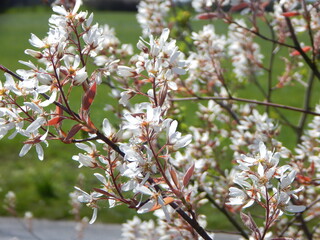 cherry tree blossom